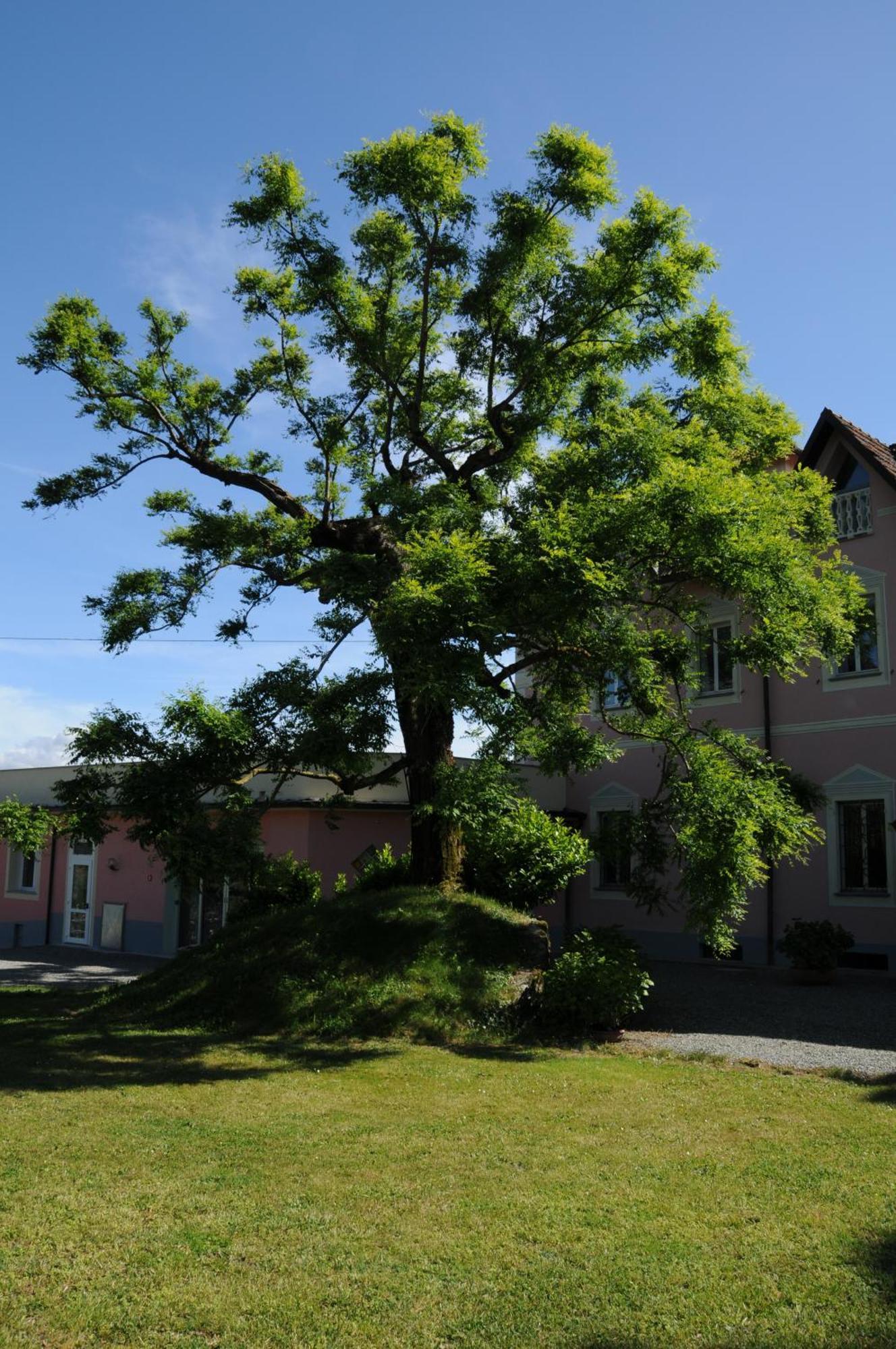 Villa Ester Tagliolo Monferrato Eksteriør billede